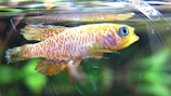 A close-up view of a small fish with vibrant colors and a textured pattern on its scales, swimming in an aquarium. The fish has a bright blue eye and a combination of yellow and orange hues on its body, with distinct fins visible.
