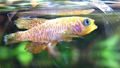 A close-up of popular ornamental fish, featuring their unique colors and patterns in a beautifully lit aquarium.