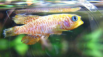 Close-up of colorful ornamental fish in a clear water tank, representing Ciseeng's specialty UMKM products.