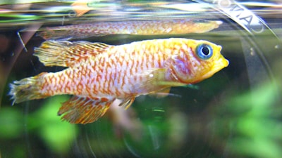 Close-up of colorful ornamental gurame fish swimming in a clear tank.