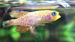 A close-up of popular ornamental fish, featuring their unique colors and patterns in a beautifully lit aquarium.