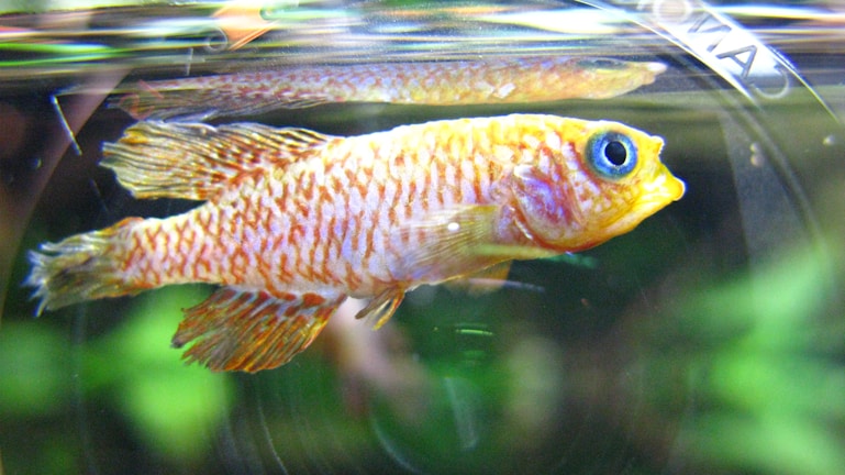 A close-up view of a small fish with vibrant colors and a textured pattern on its scales, swimming in an aquarium. The fish has a bright blue eye and a combination of yellow and orange hues on its body, with distinct fins visible.
