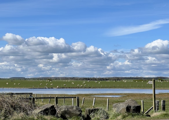 A pastoral landscape featuring a flat green field populated with grazing sheep under a bright blue sky filled with fluffy white clouds. A small body of water runs through the field, fenced with wooden posts and low vegetation surrounding it. Large stones are scattered in the foreground.