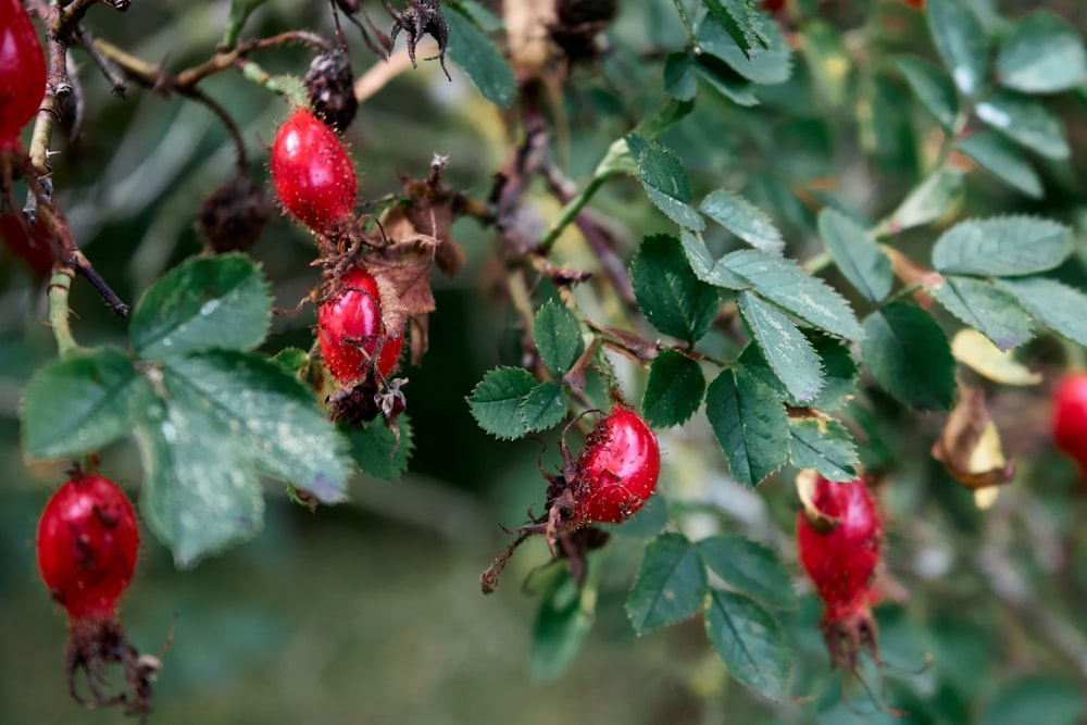 a group of red berries on a tree