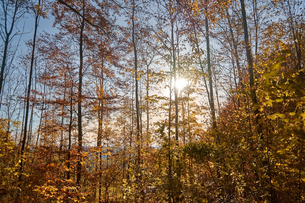 sun shining through the trees