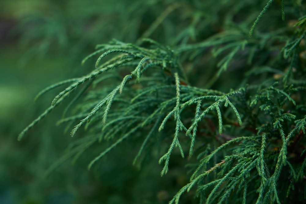 close-up of a leaf