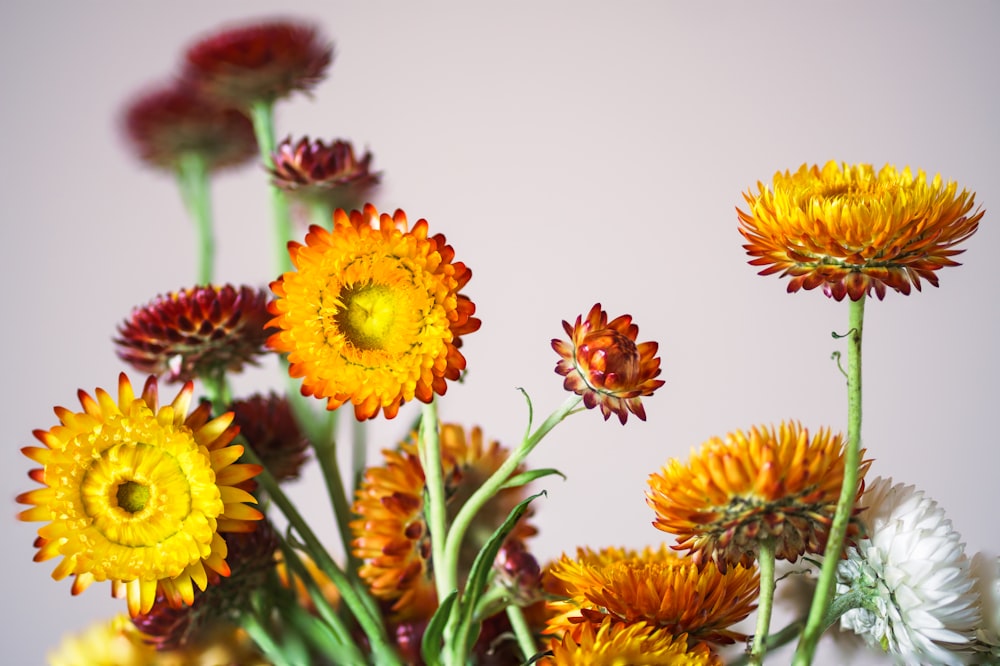 Eine Gruppe von Blumen