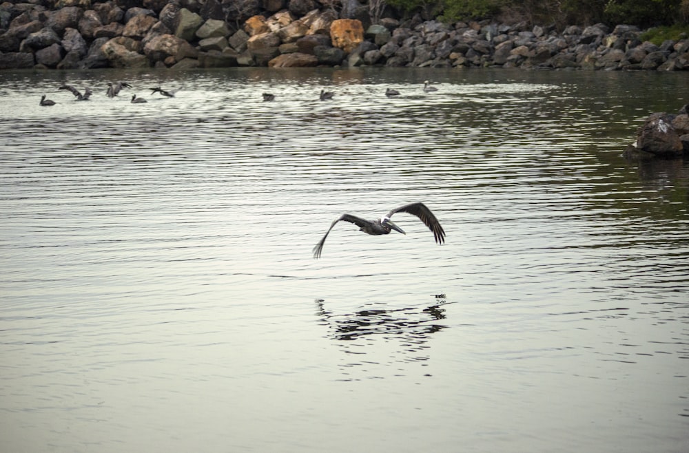 水の上を飛ぶ鳥