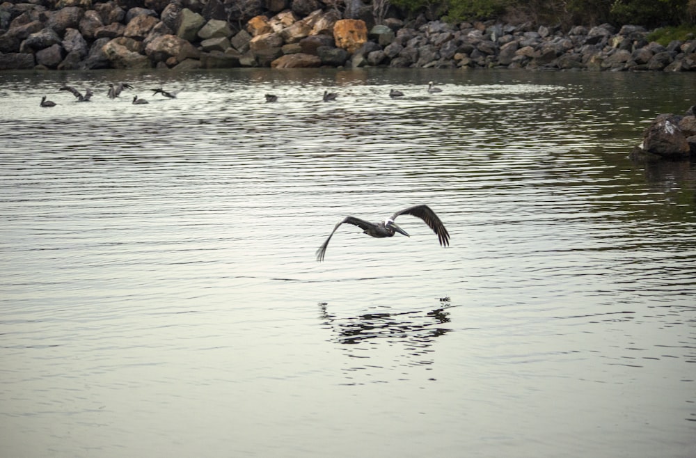 Un oiseau volant au-dessus de l’eau