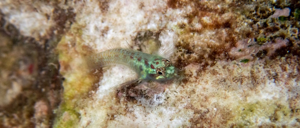 una serpiente verde y blanca