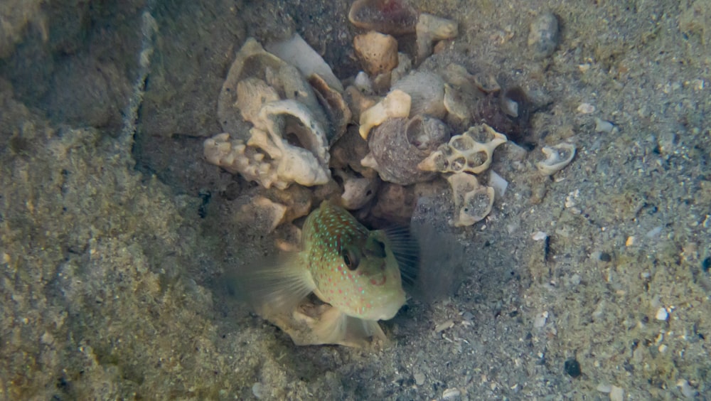 Un pez nadando en el agua