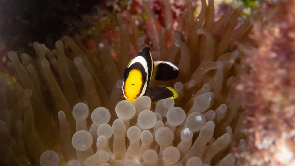 a clown fish in an aquarium