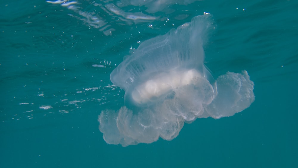 Una ballena nadando en el agua