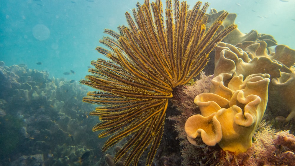 a sea urchin in the water