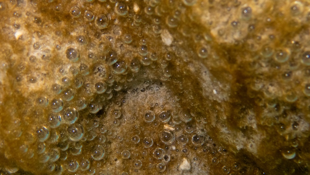 a close up of water drops