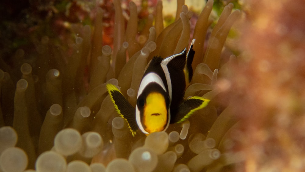 un pez rayado negro y amarillo