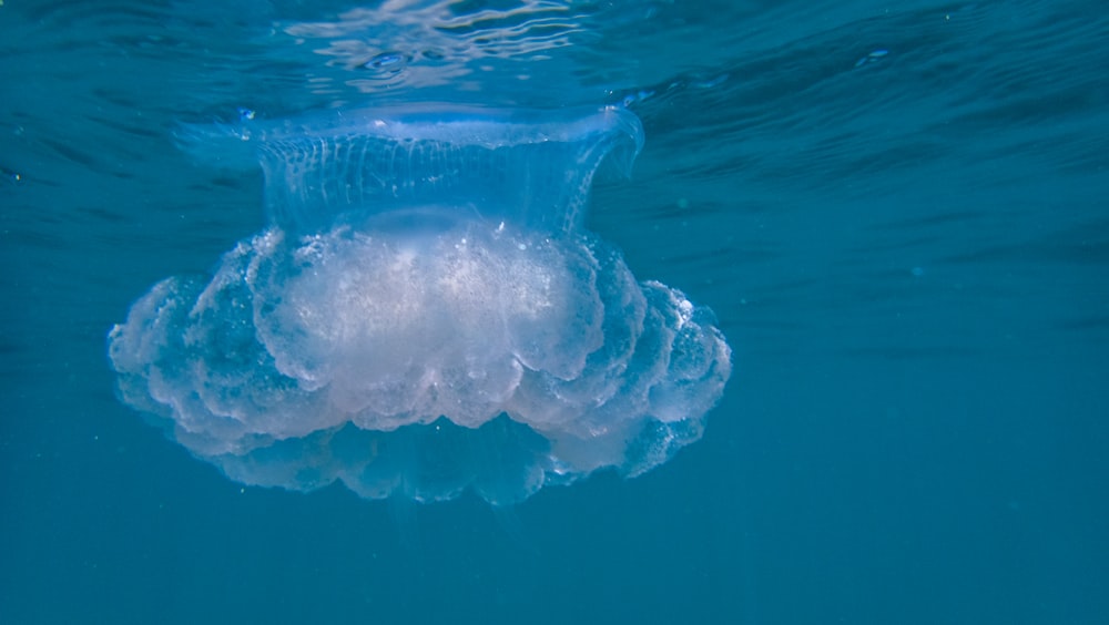 una gran ballena azul