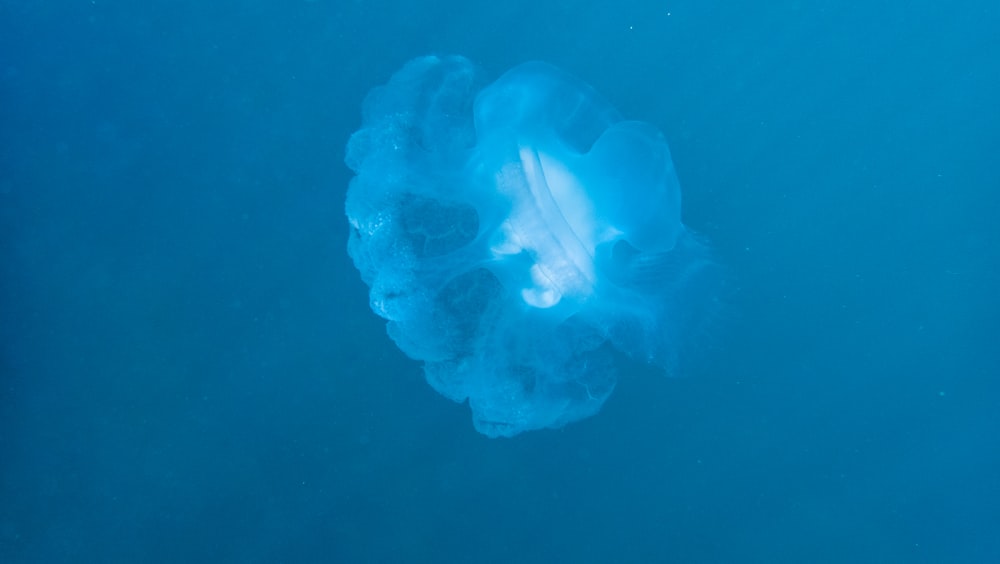 una medusa azul y blanca