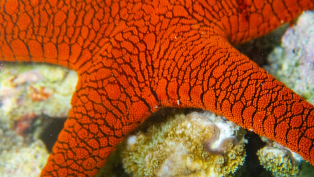 a close-up of a red and orange rock