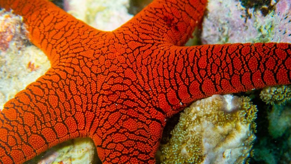 a close-up of a red and yellow sea creature