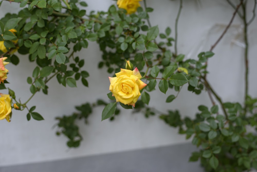 a yellow rose on a branch
