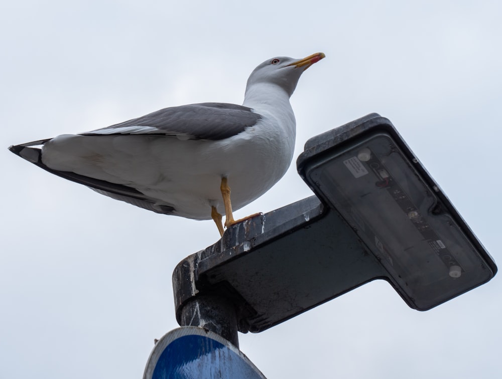 a bird on a light post