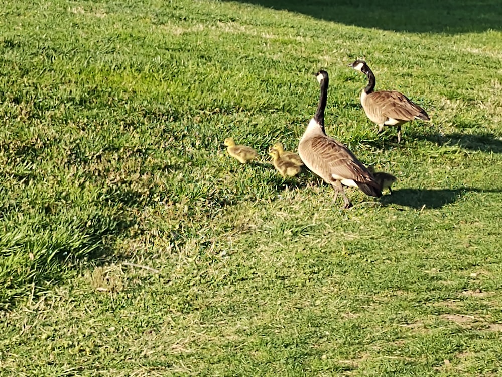 a group of geese walking on grass