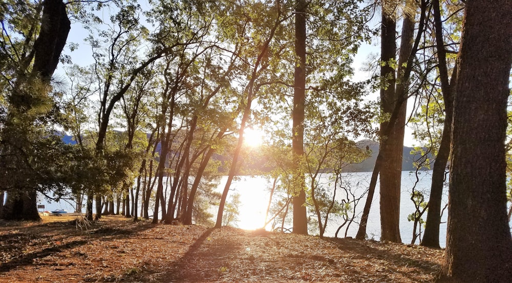 a forest with trees and the sun shining through the trees