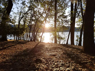 a path with trees and a body of water in the background