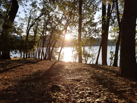 a path with trees and a body of water in the background