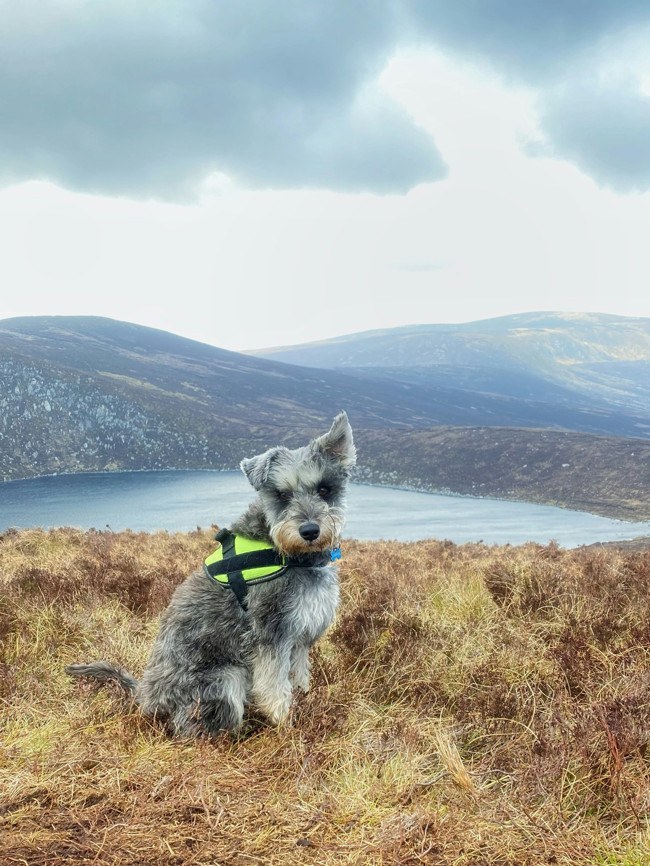 a dog sitting on a hill