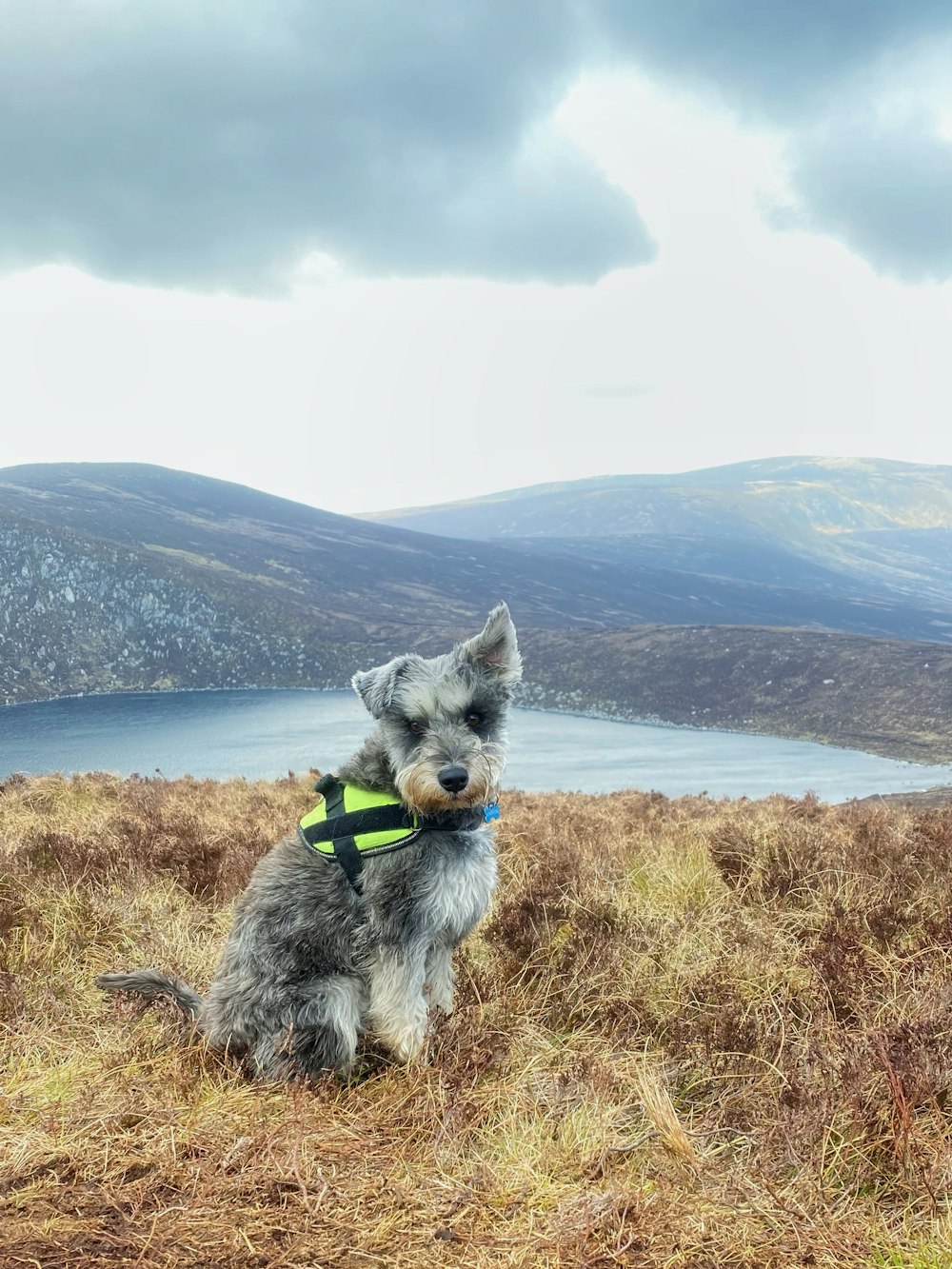 a dog sitting on a hill