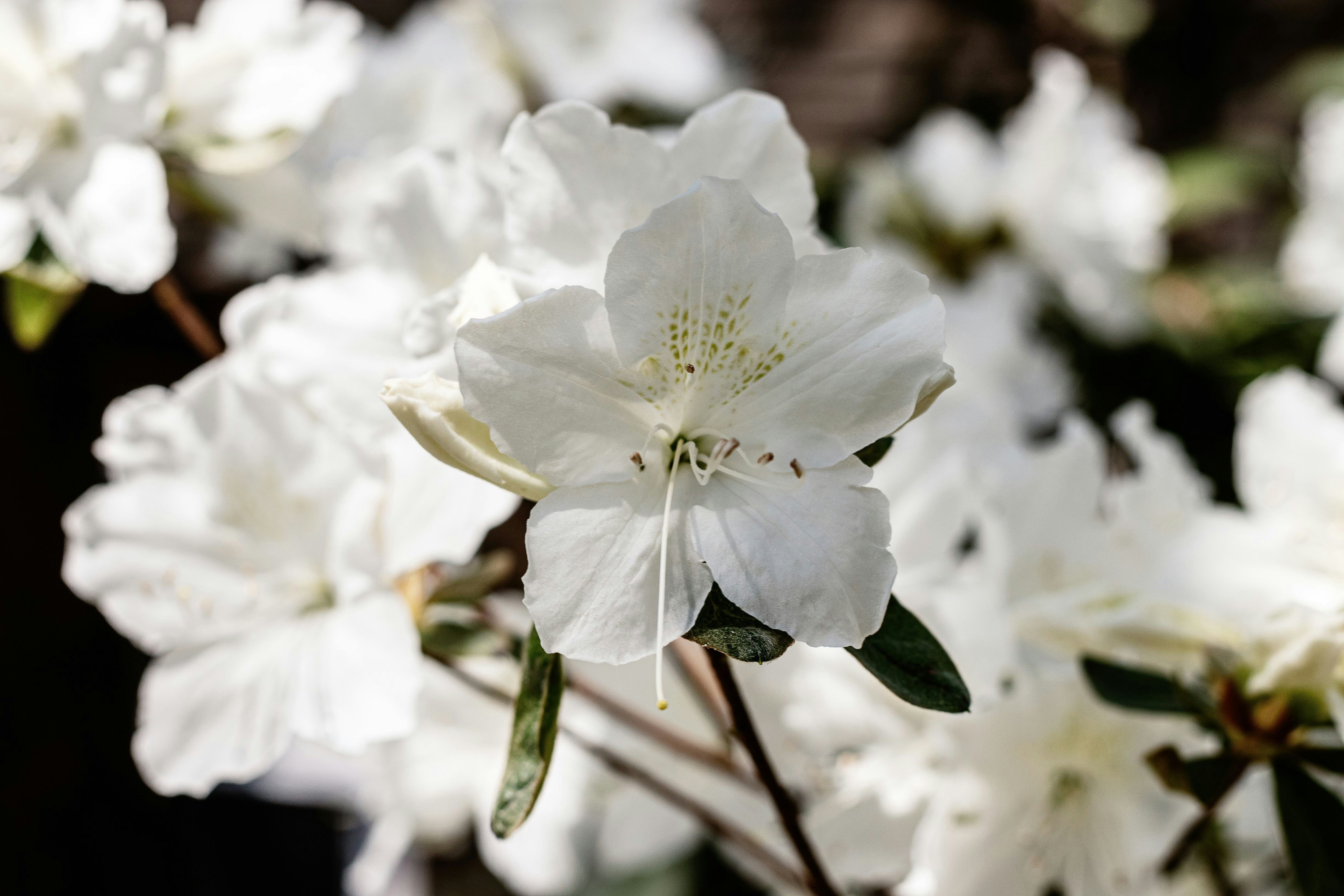 Photo by brice_cooper18