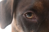 A close-up view of a dog's eye, focusing on the detail of the fur around it and the reflective surface of the eye. The image captures the texture and coloration of the fur, as well as the calm and watchful expression in the eye.