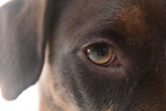 A close-up view of a dog's eye, focusing on the detail of the fur around it and the reflective surface of the eye. The image captures the texture and coloration of the fur, as well as the calm and watchful expression in the eye.