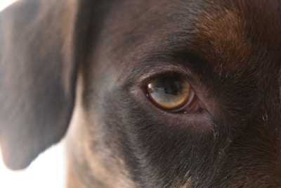 A close-up view of a dog's eye, focusing on the detail of the fur around it and the reflective surface of the eye. The image captures the texture and coloration of the fur, as well as the calm and watchful expression in the eye.