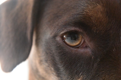 A close-up view of a dog's eye, focusing on the detail of the fur around it and the reflective surface of the eye. The image captures the texture and coloration of the fur, as well as the calm and watchful expression in the eye.