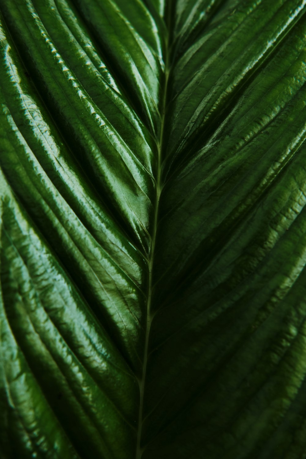 a close up of a leaf