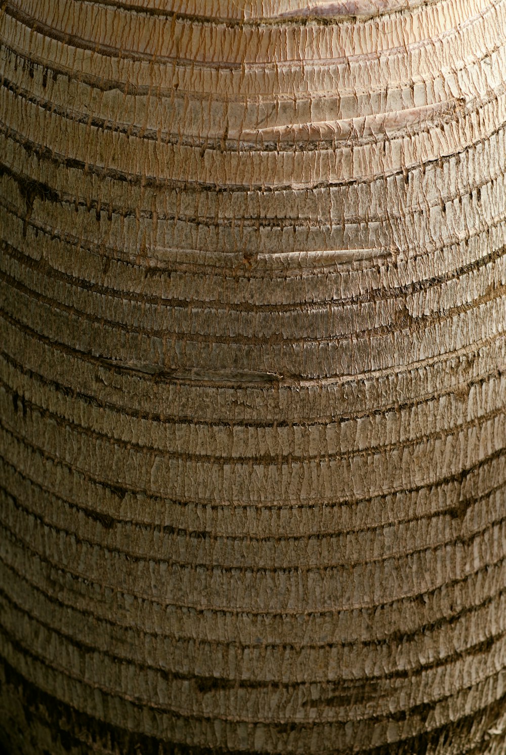 a close-up of a tree