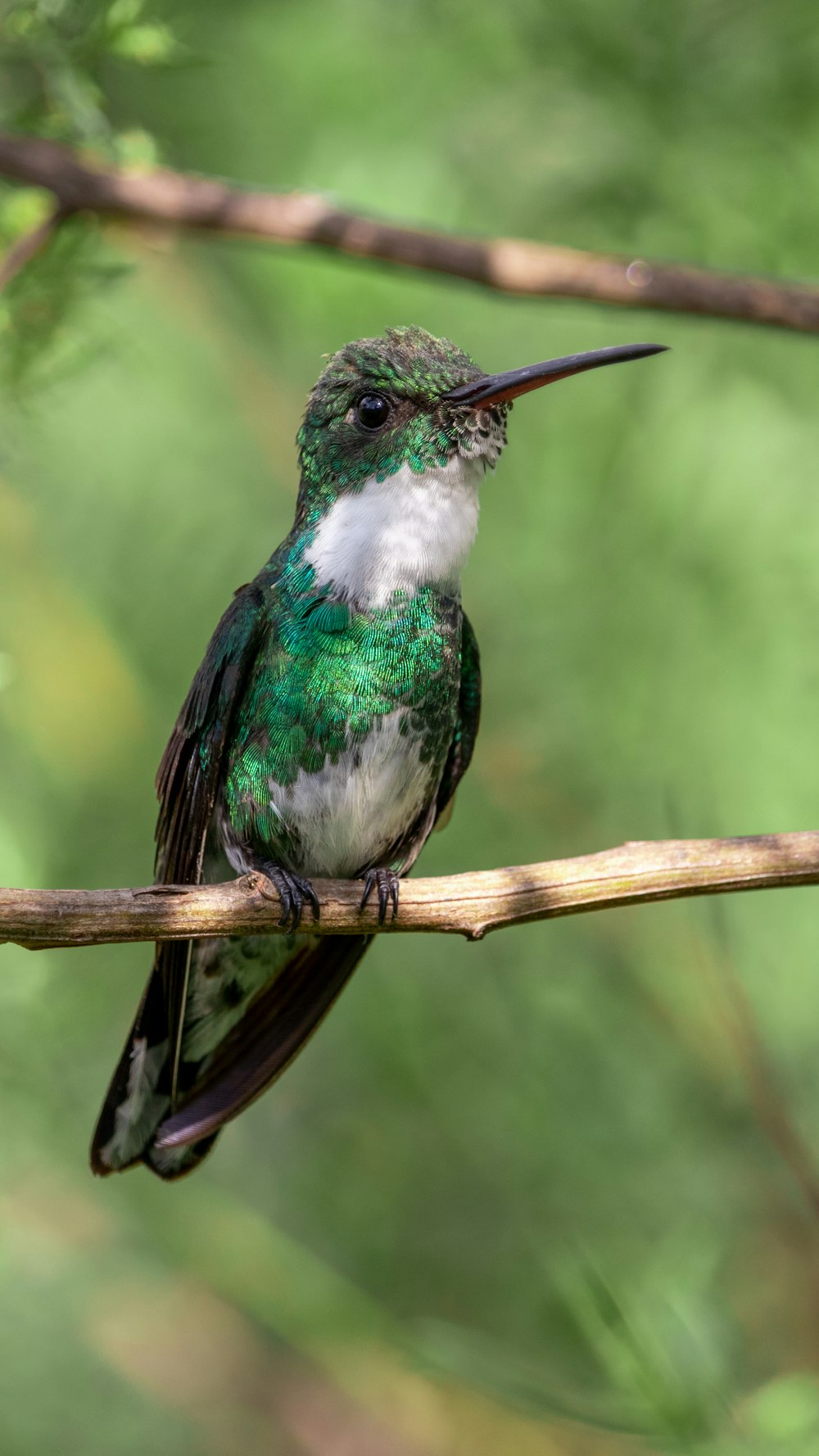 Ein Vogel auf einem Ast