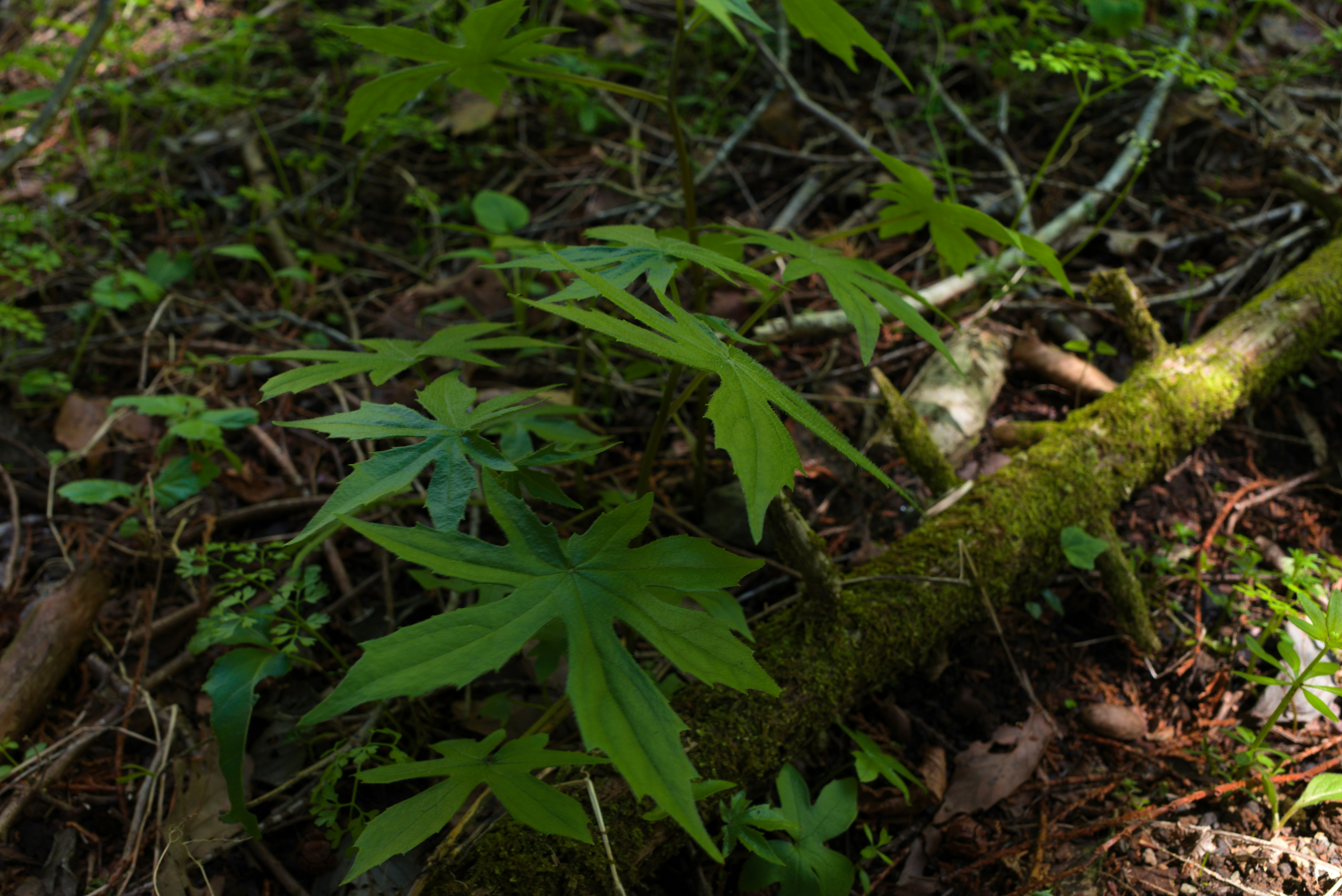 Photo by hotakasaito