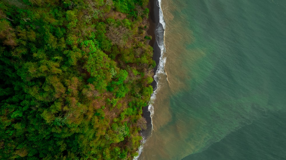 a beach with trees and water