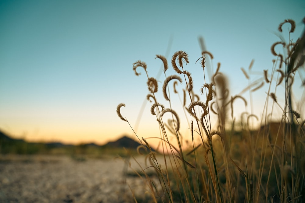 un campo de trigo