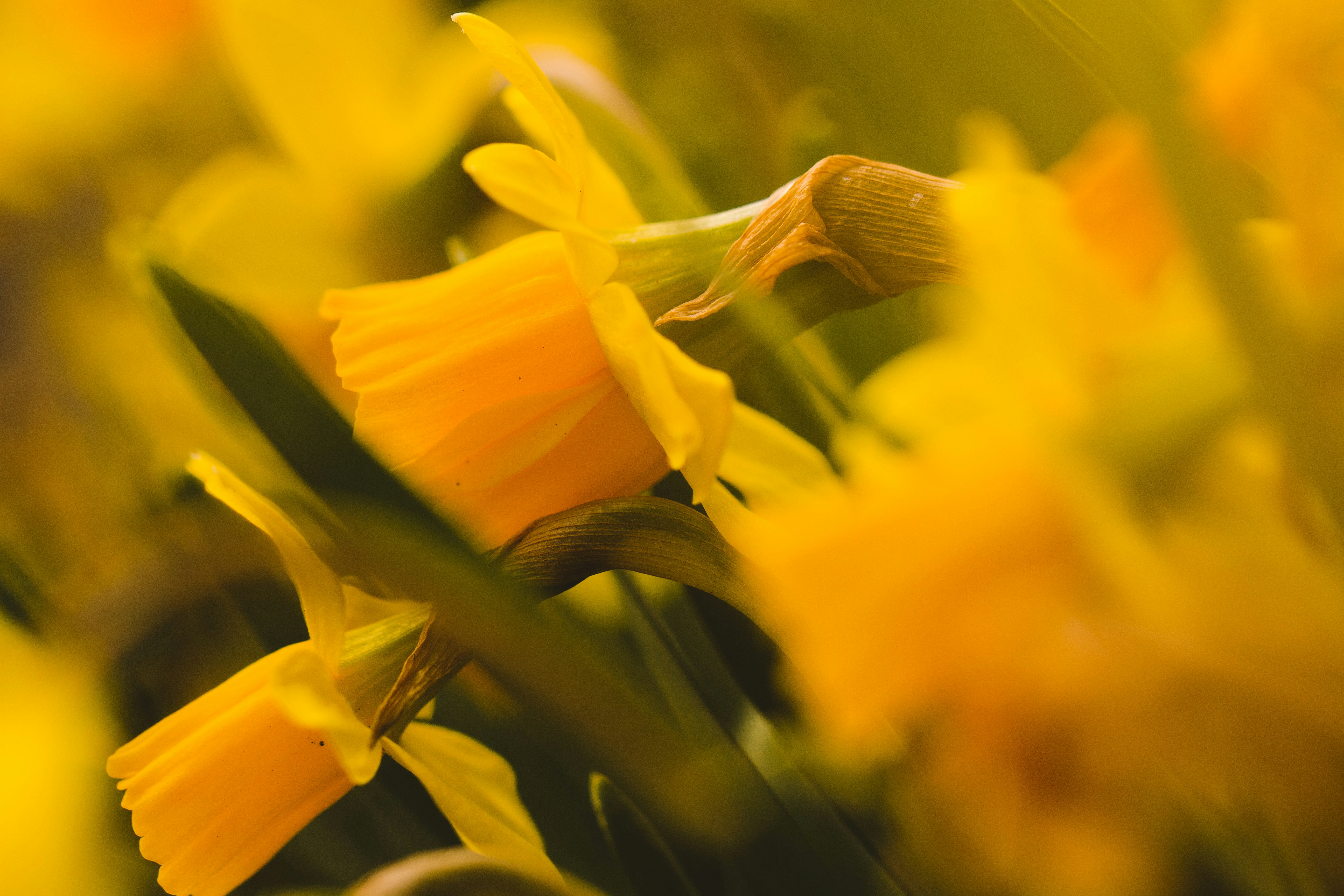 Photo by emmanuelphaeton