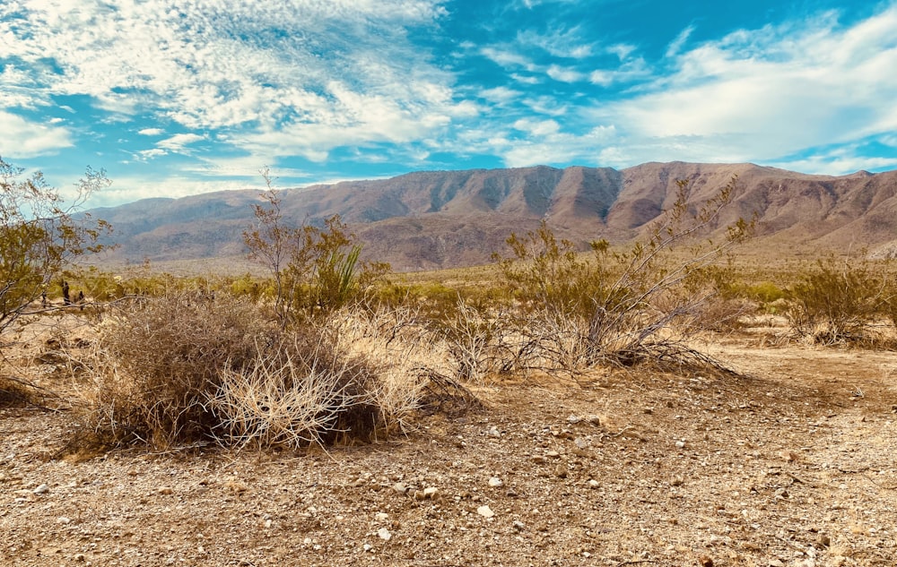 a desert landscape with bushes and mountains