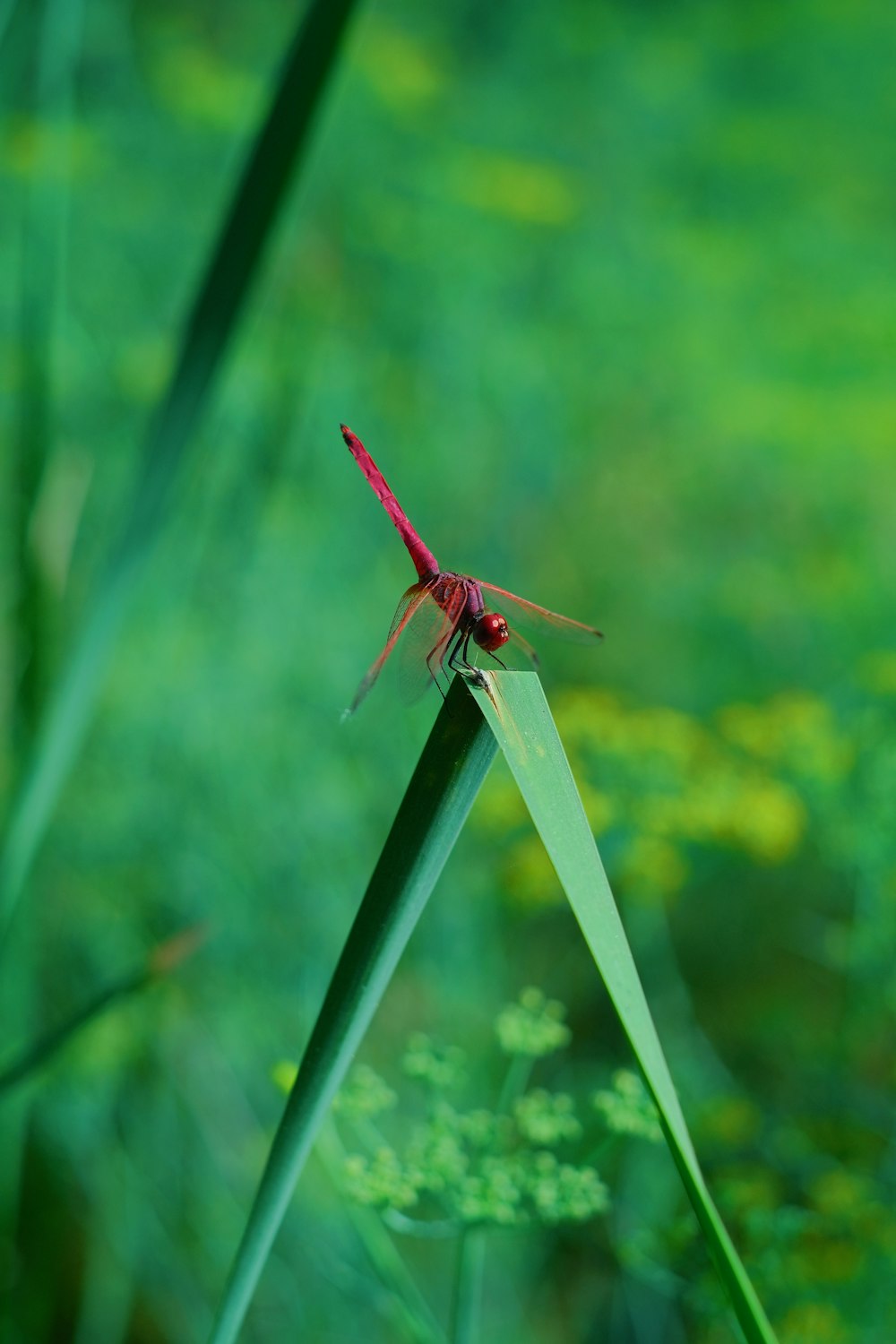 Un insecto rojo en una planta verde