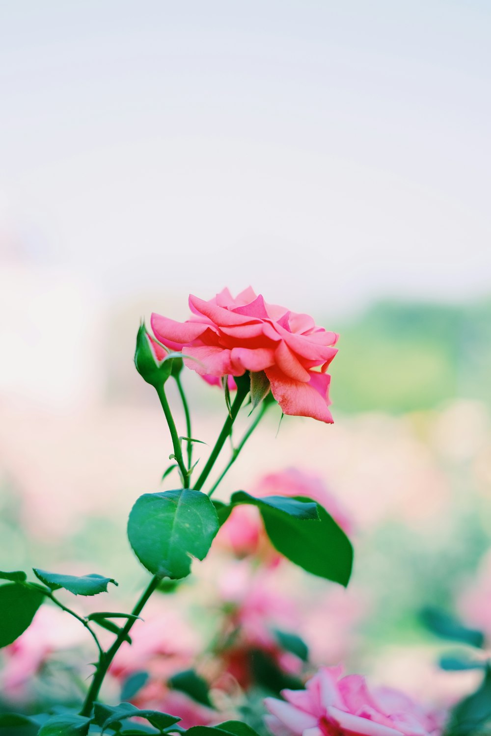 una rosa rosa su una pianta