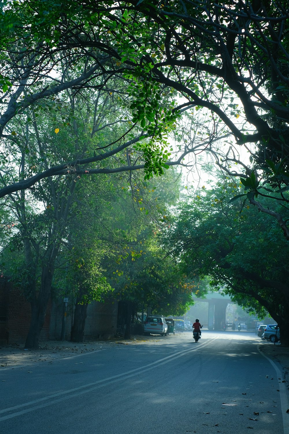 a person riding a bicycle on a road with trees on either side
