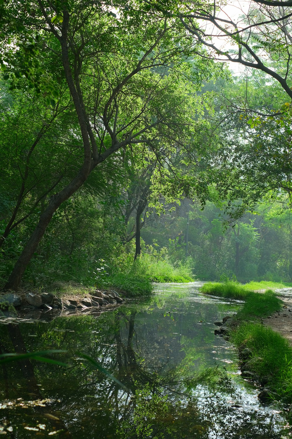 a stream in a forest