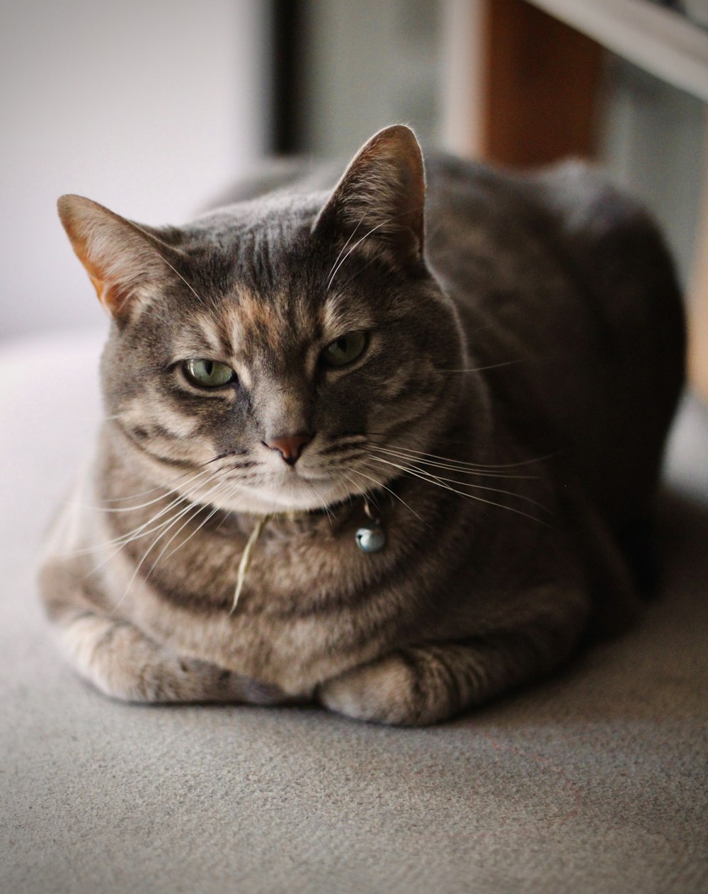 a cat lying on a carpet